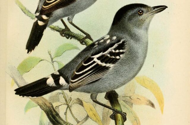 Streak-backed Antshrike