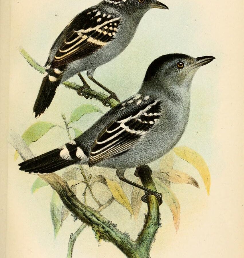 Streak-backed Antshrike