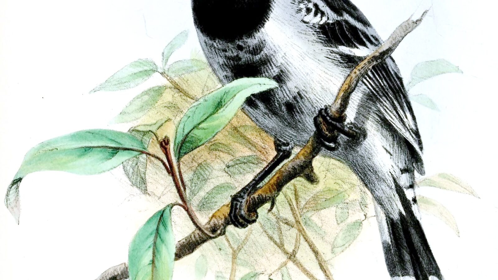 Black-backed Antshrike