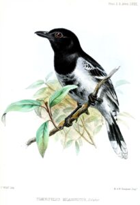 Black-backed Antshrike