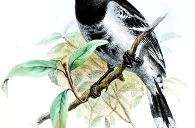 Black-backed Antshrike