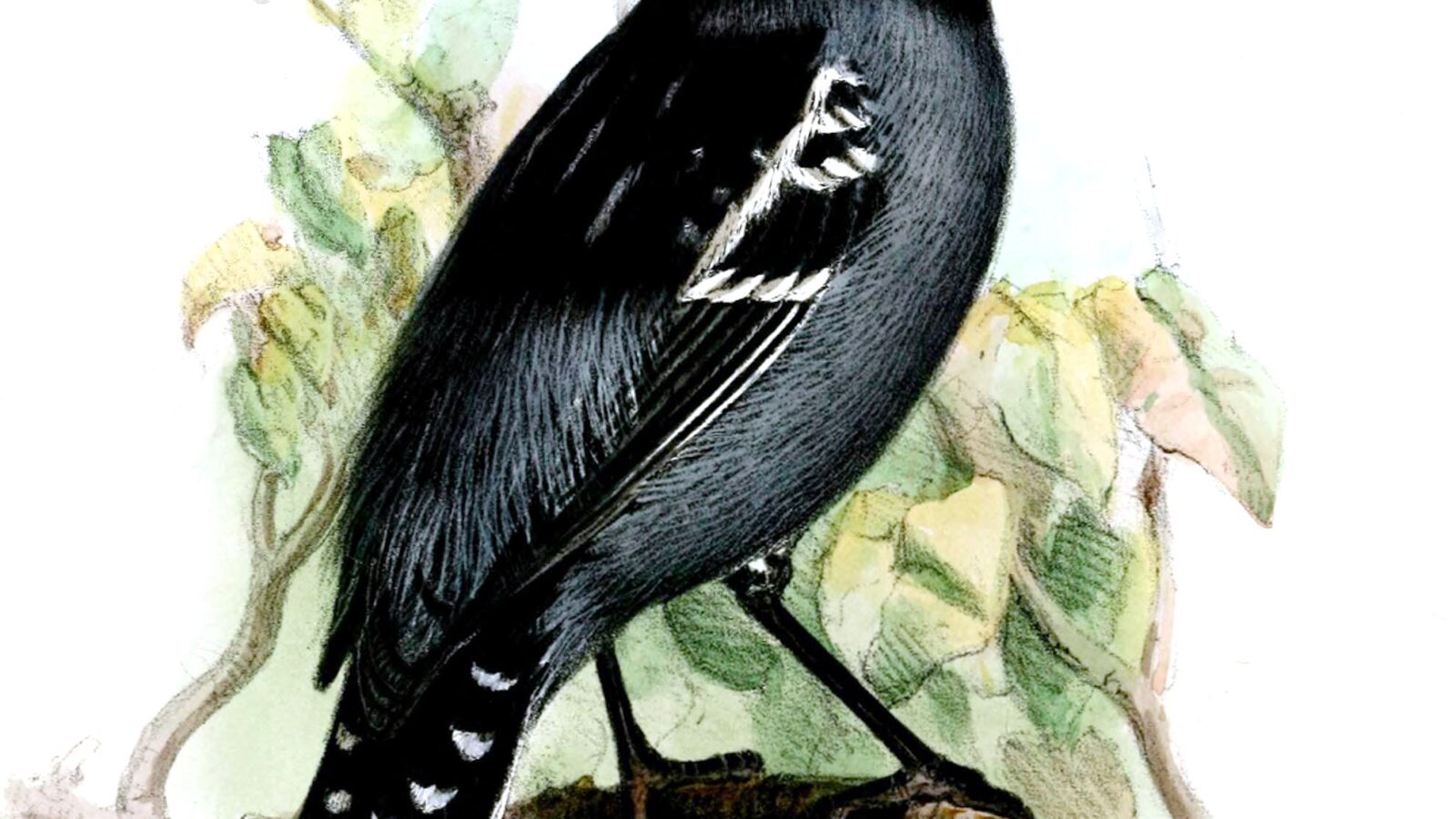 Blackish-grey Antshrike