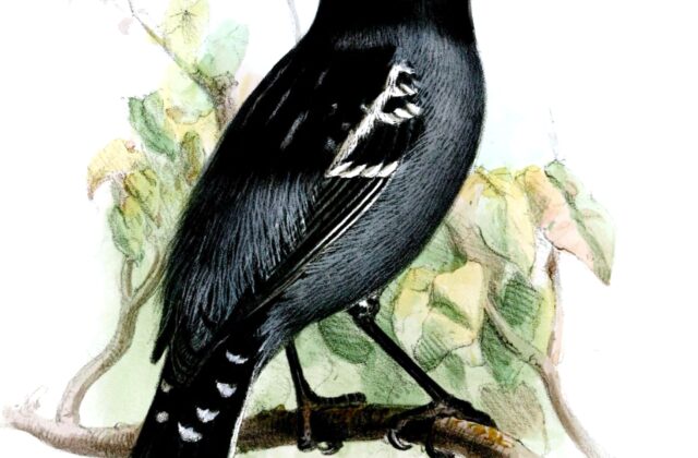 Blackish-grey Antshrike