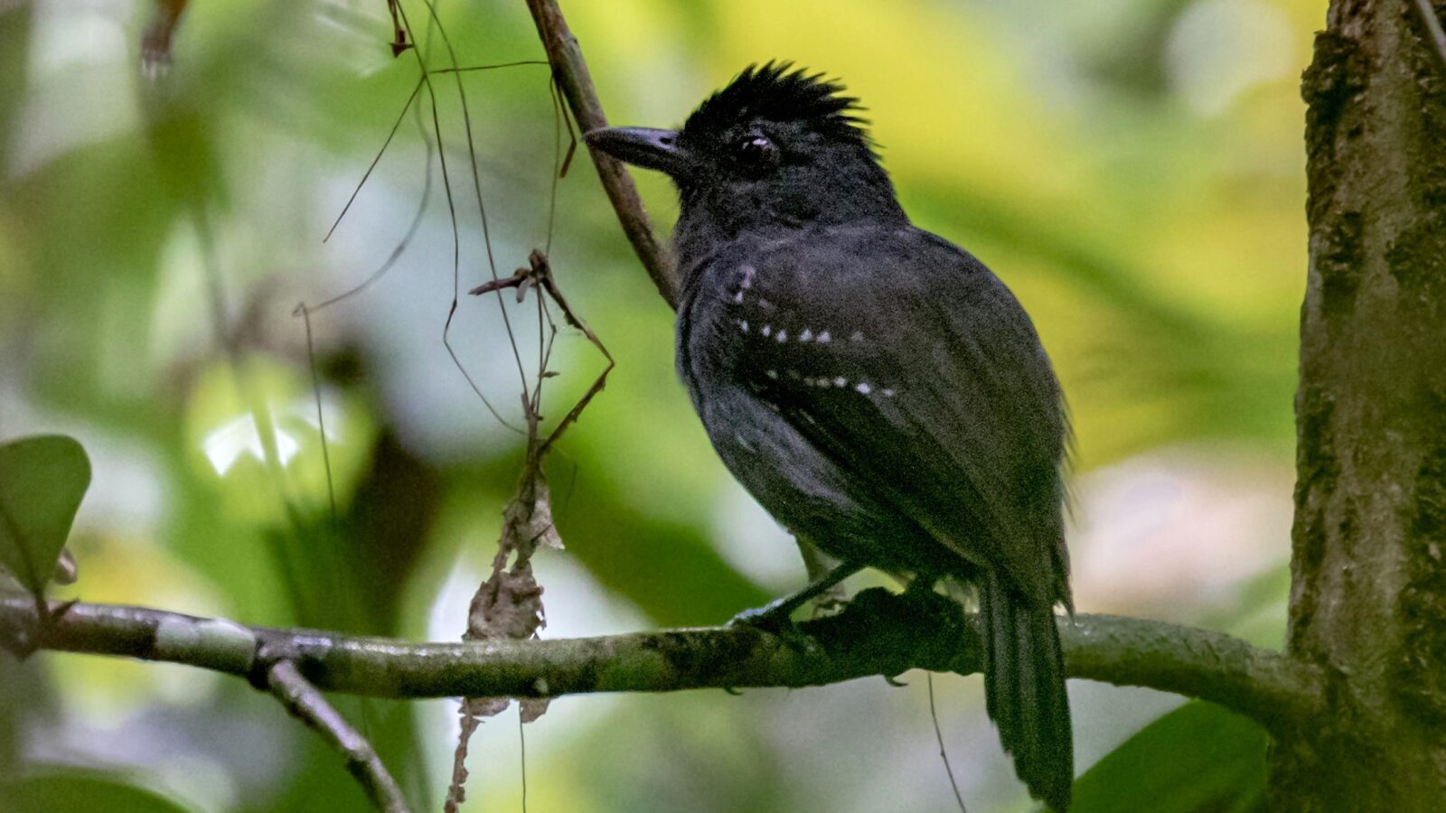 White-shouldered Antshrike
