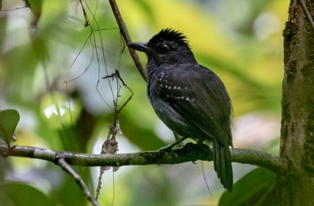 White-shouldered Antshrike