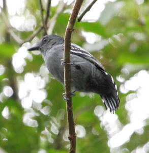 Amazonian Antshrike