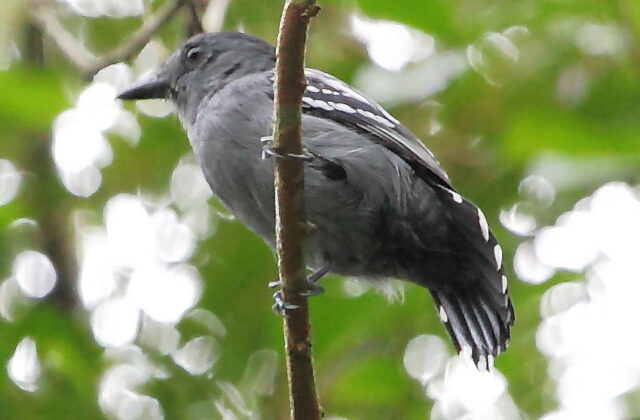 Amazonian Antshrike