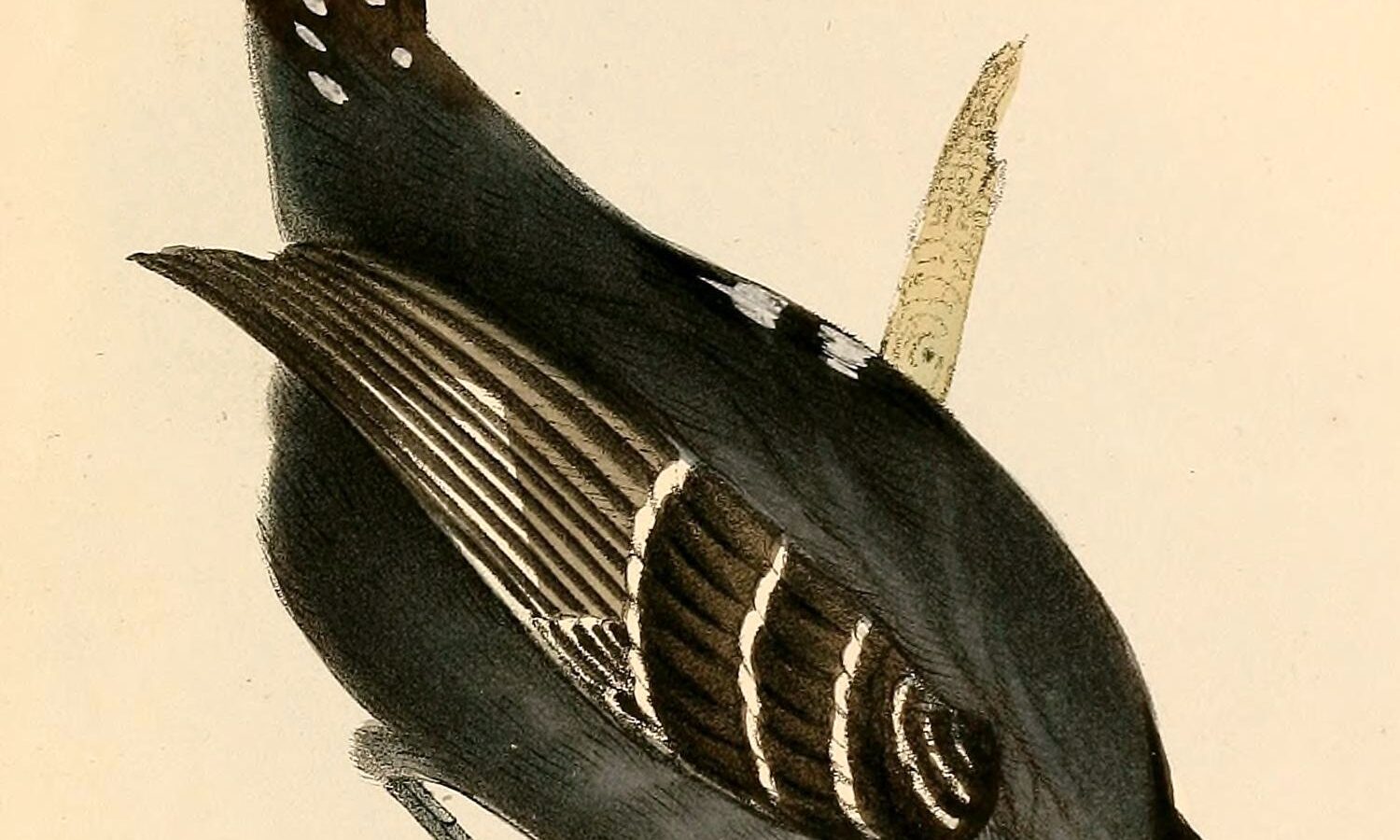 Sooretama Slaty Antshrike