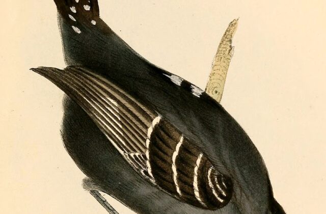 Sooretama Slaty Antshrike