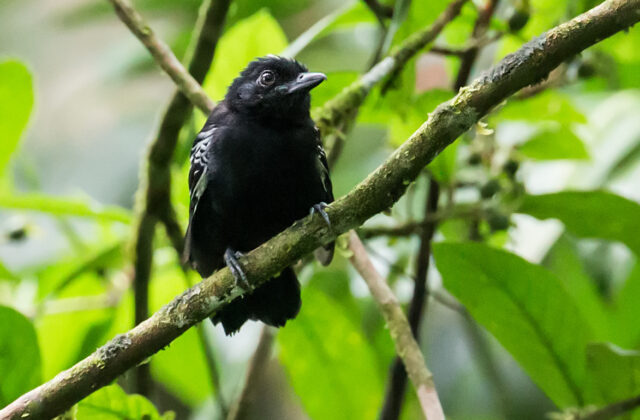 Castelnau’s Antshrike