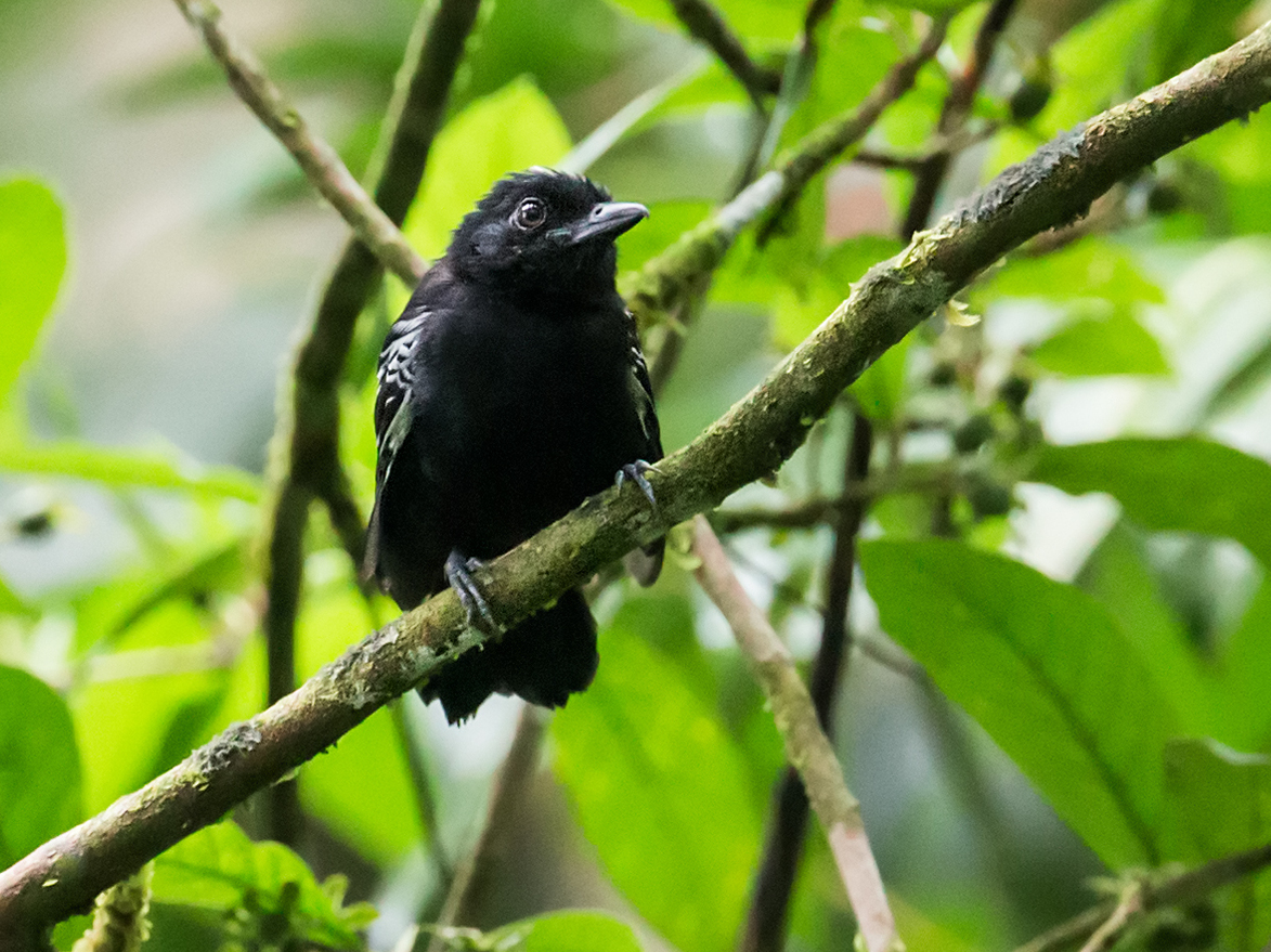 Castelnau’s Antshrike