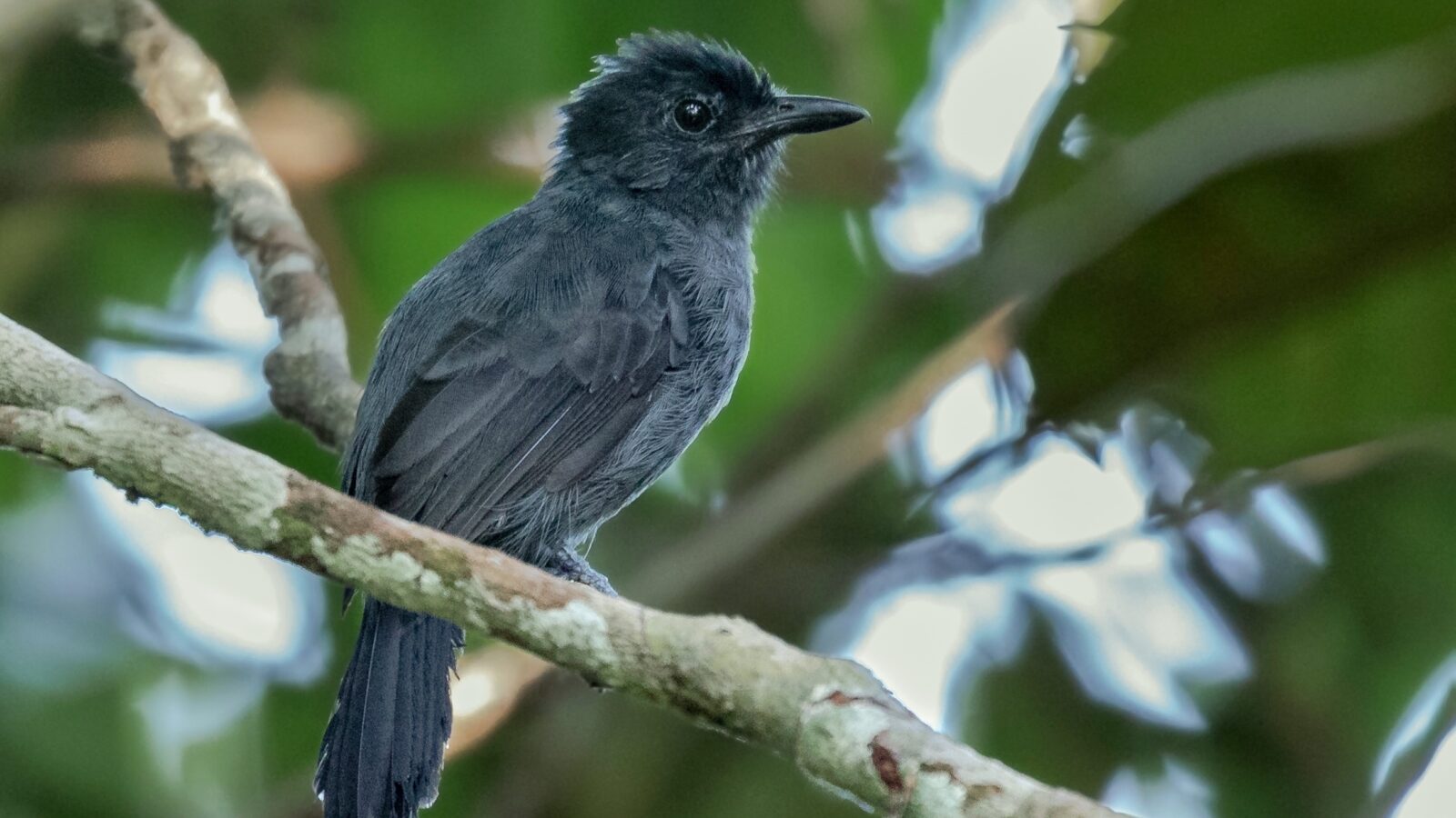 Acre Antshrike