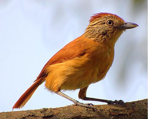 Barred Antshrike
