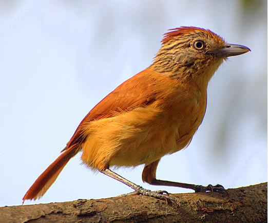 Barred Antshrike