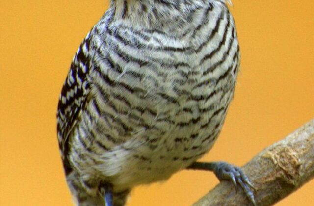 Uniform Antshrike
