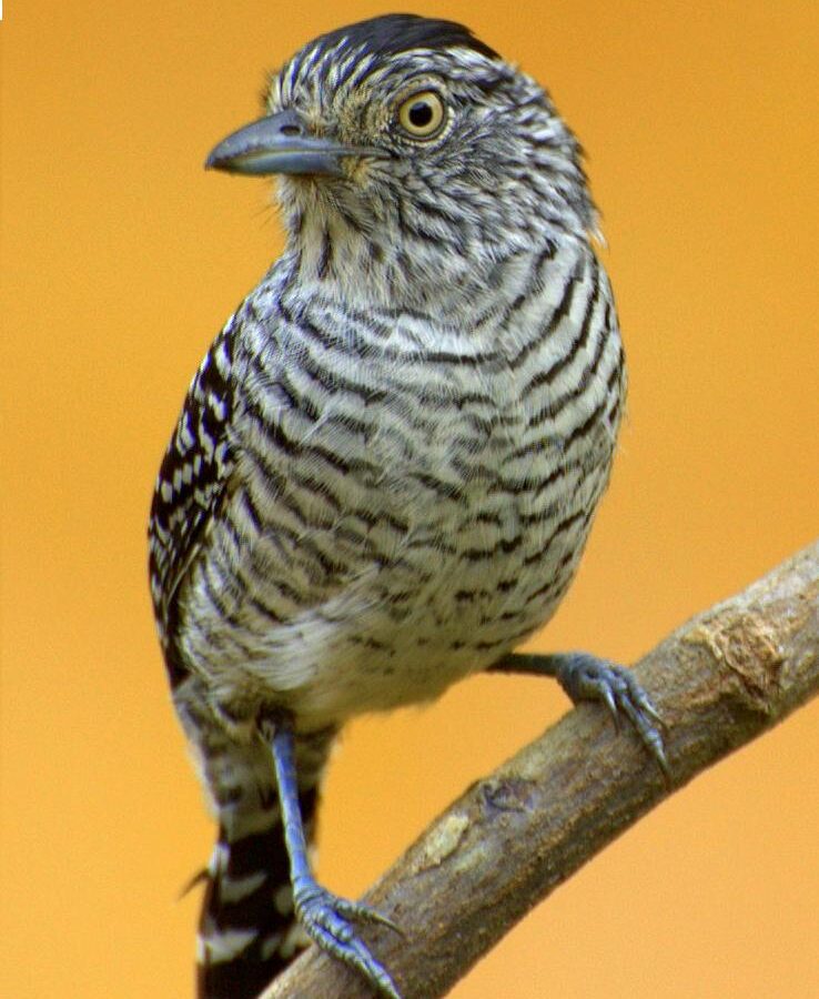 Uniform Antshrike