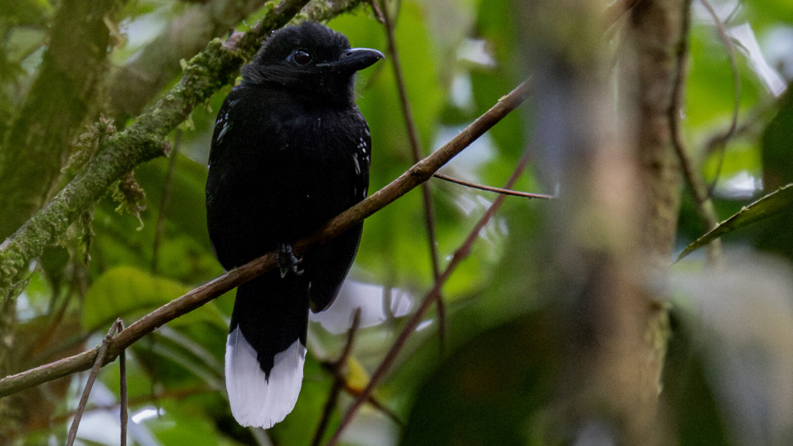 Band-tailed Antshrike