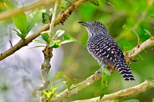 Bar-crested Antshrike