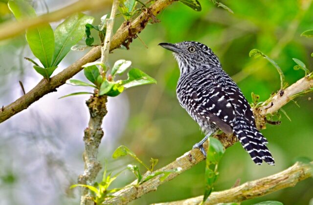 Bar-crested Antshrike