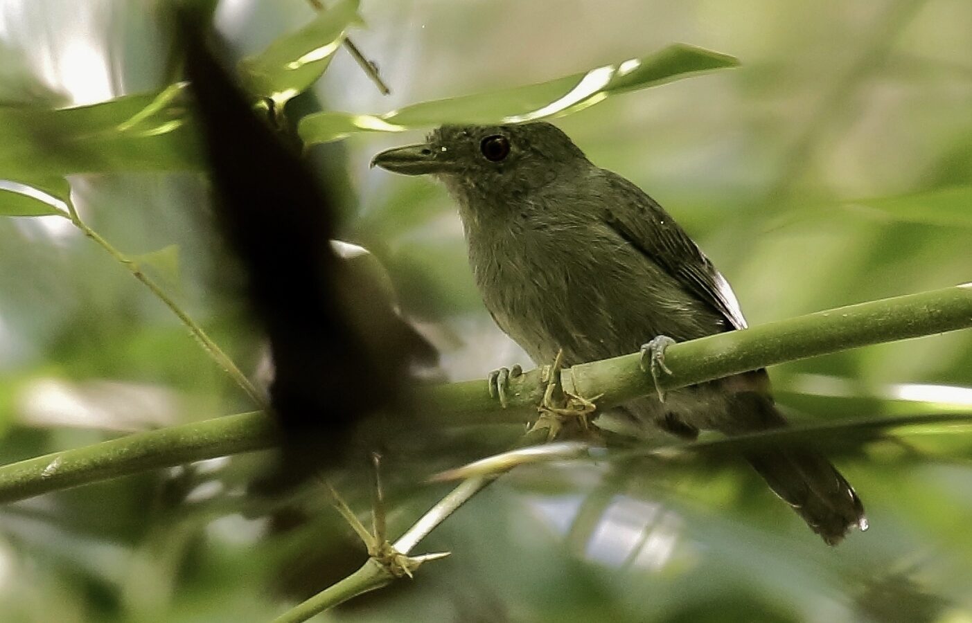 Mouse-colored Antshrike