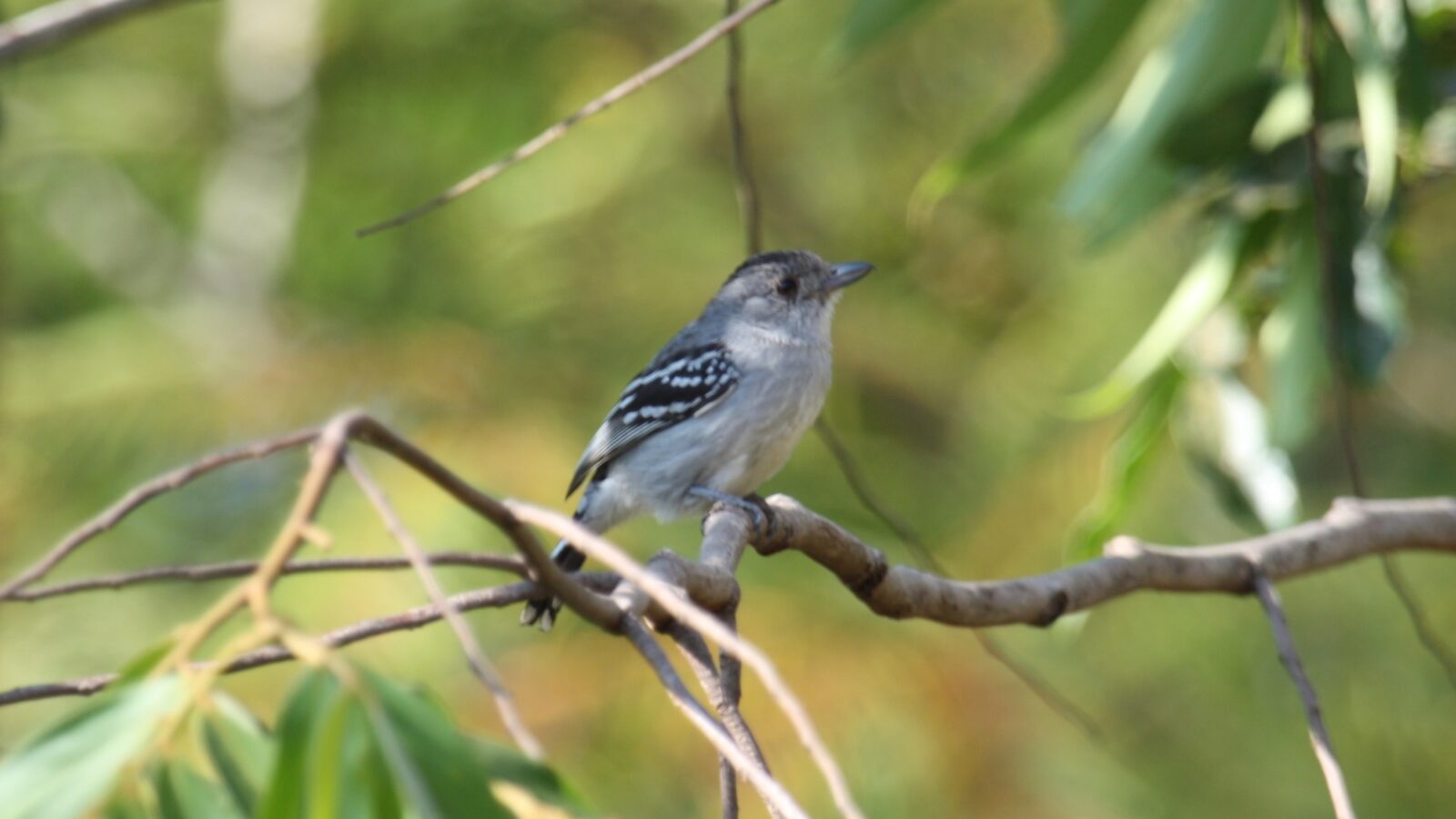 Planalto Slaty Antshrike