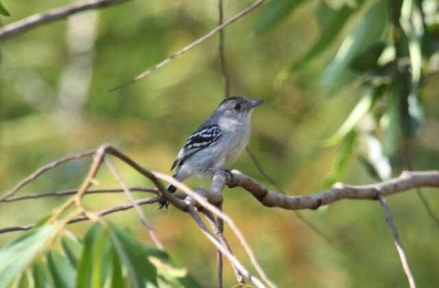 Planalto Slaty Antshrike