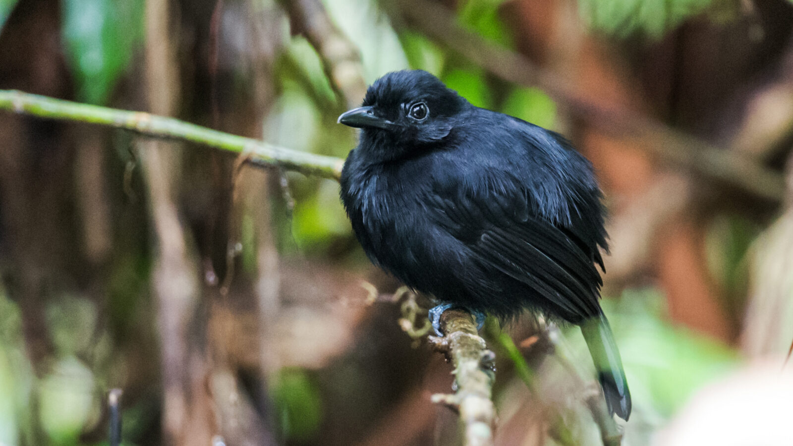 Cocha Antshrike