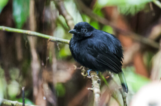 Cocha Antshrike