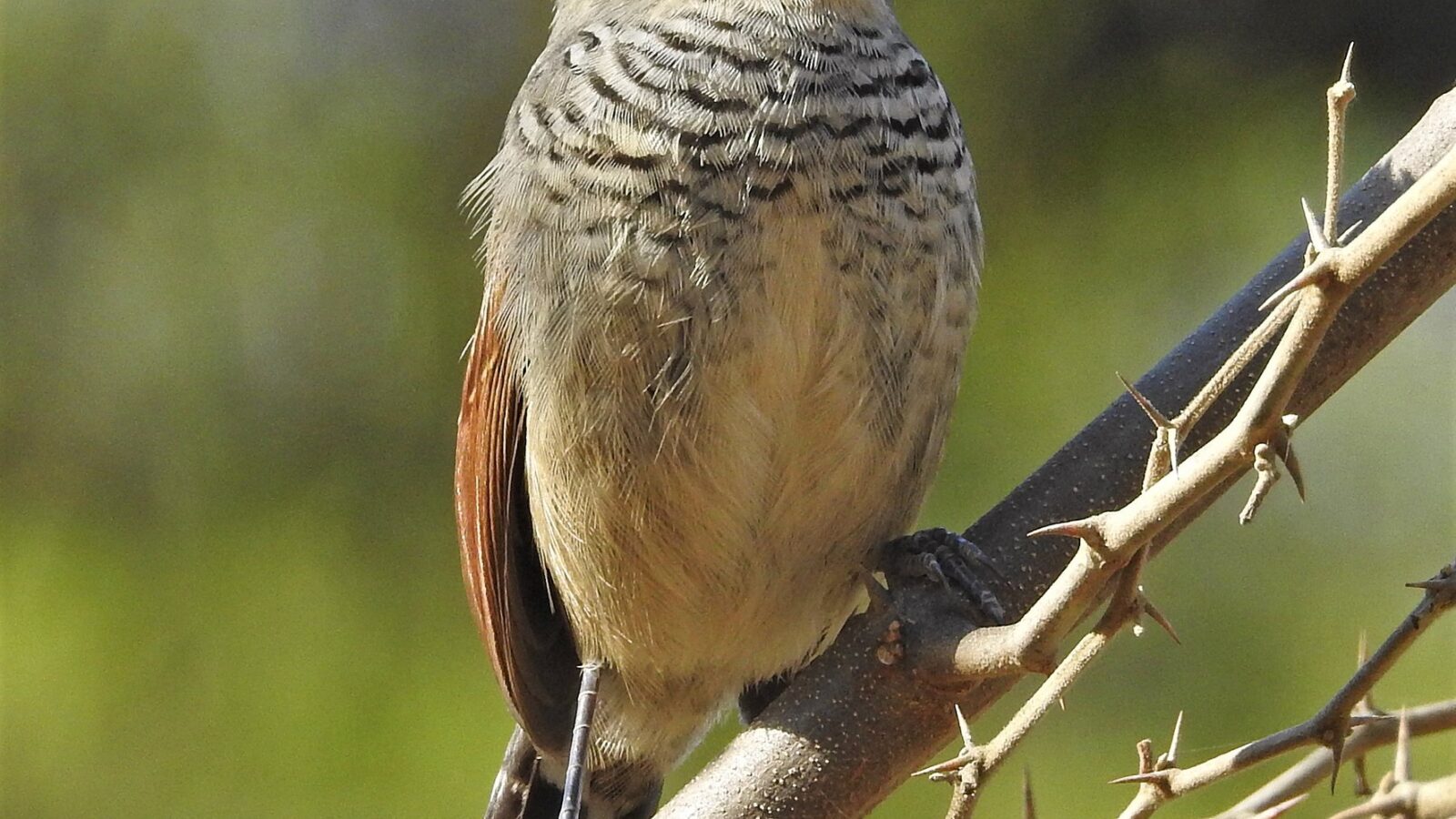 Rufous-capped Antshrike