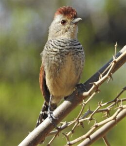 Rufous-capped Antshrike