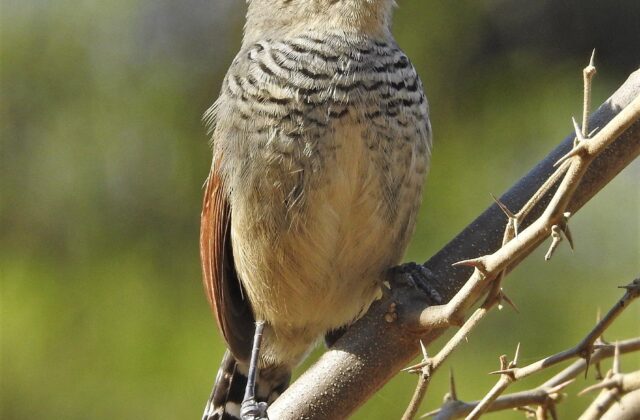 Rufous-capped Antshrike
