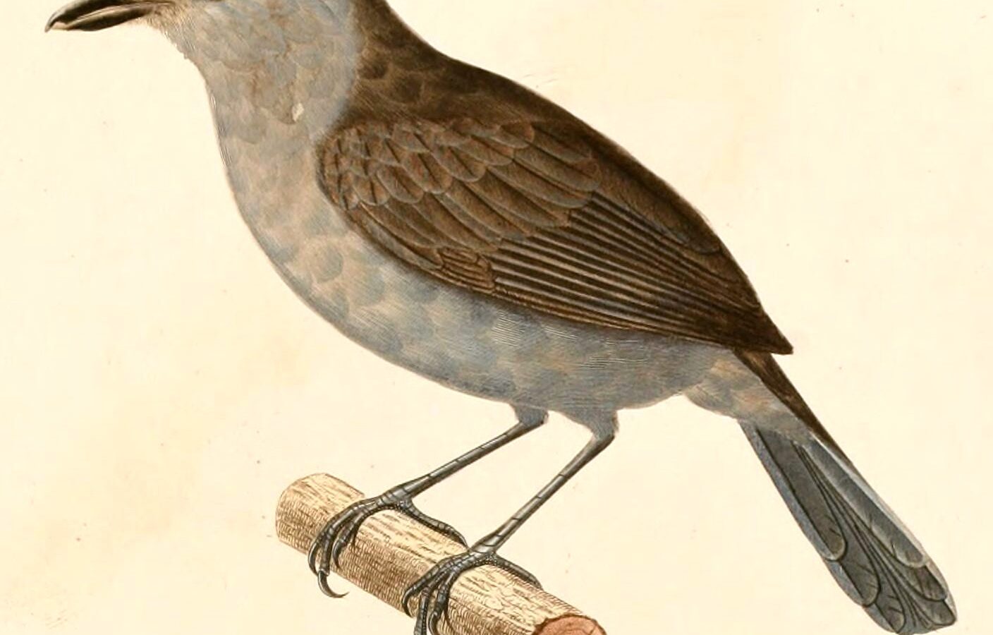 Plain-winged Antshrike