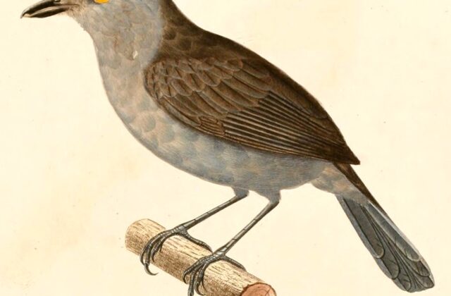 Plain-winged Antshrike