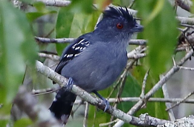Natterer’s Slaty Antshrike