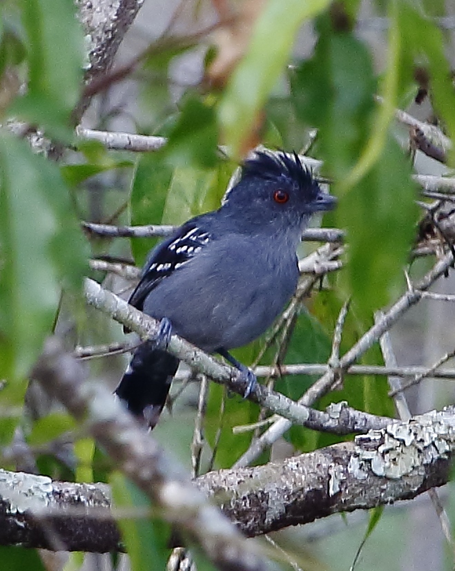 Natterer’s Slaty Antshrike