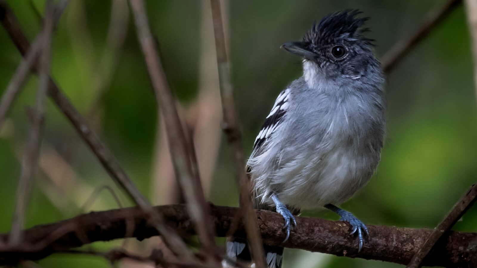 Bolivian Slaty Antshrike