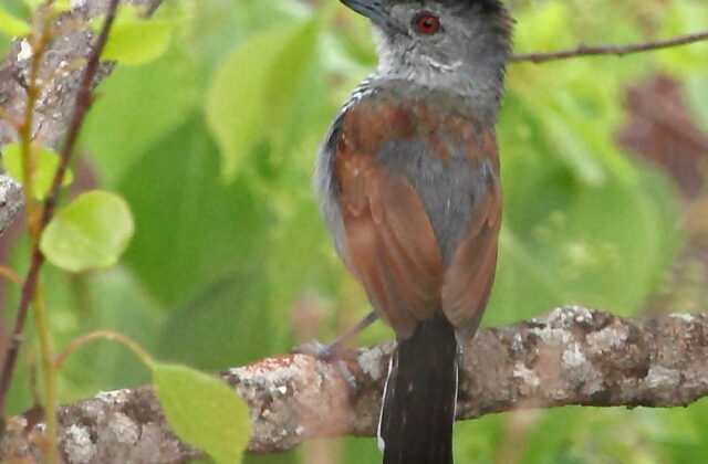Rufous-winged Antshrike