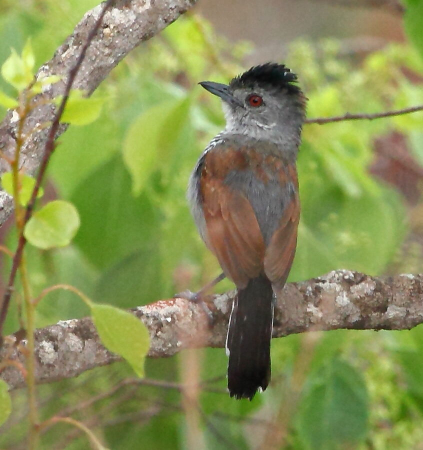 Rufous-winged Antshrike