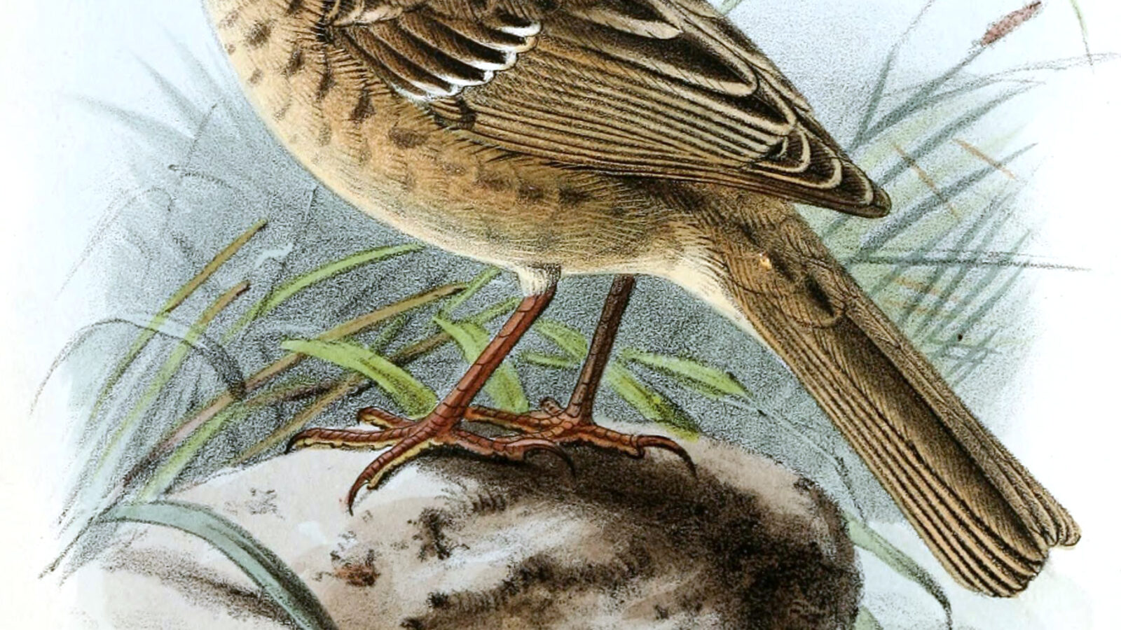 Kozlov’s Accentor