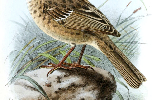 Kozlov’s Accentor