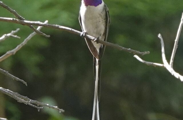 Peruvian Sheartail