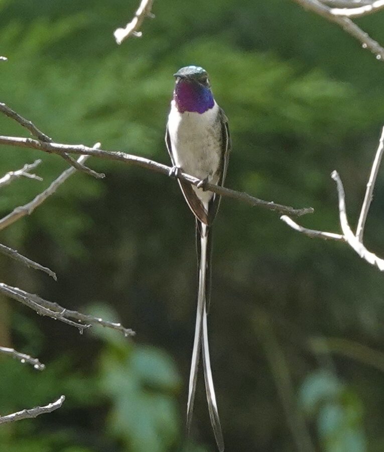 Peruvian Sheartail