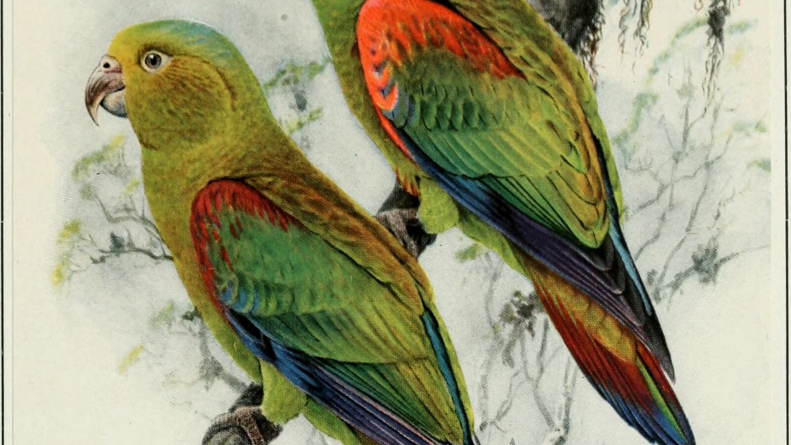 Fuertes’s Parrot