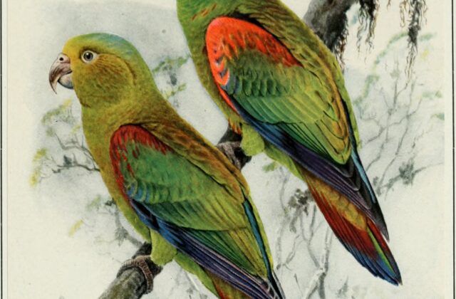 Fuertes’s Parrot
