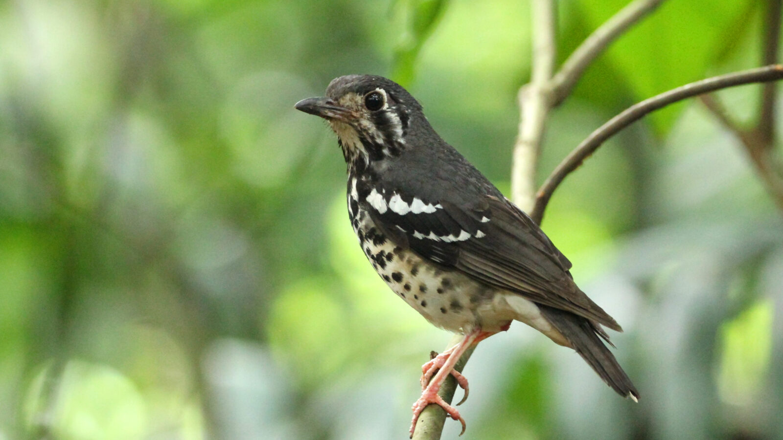 Ashy Thrush