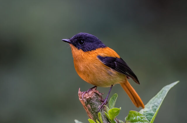 Black-and-orange Flycatcher
