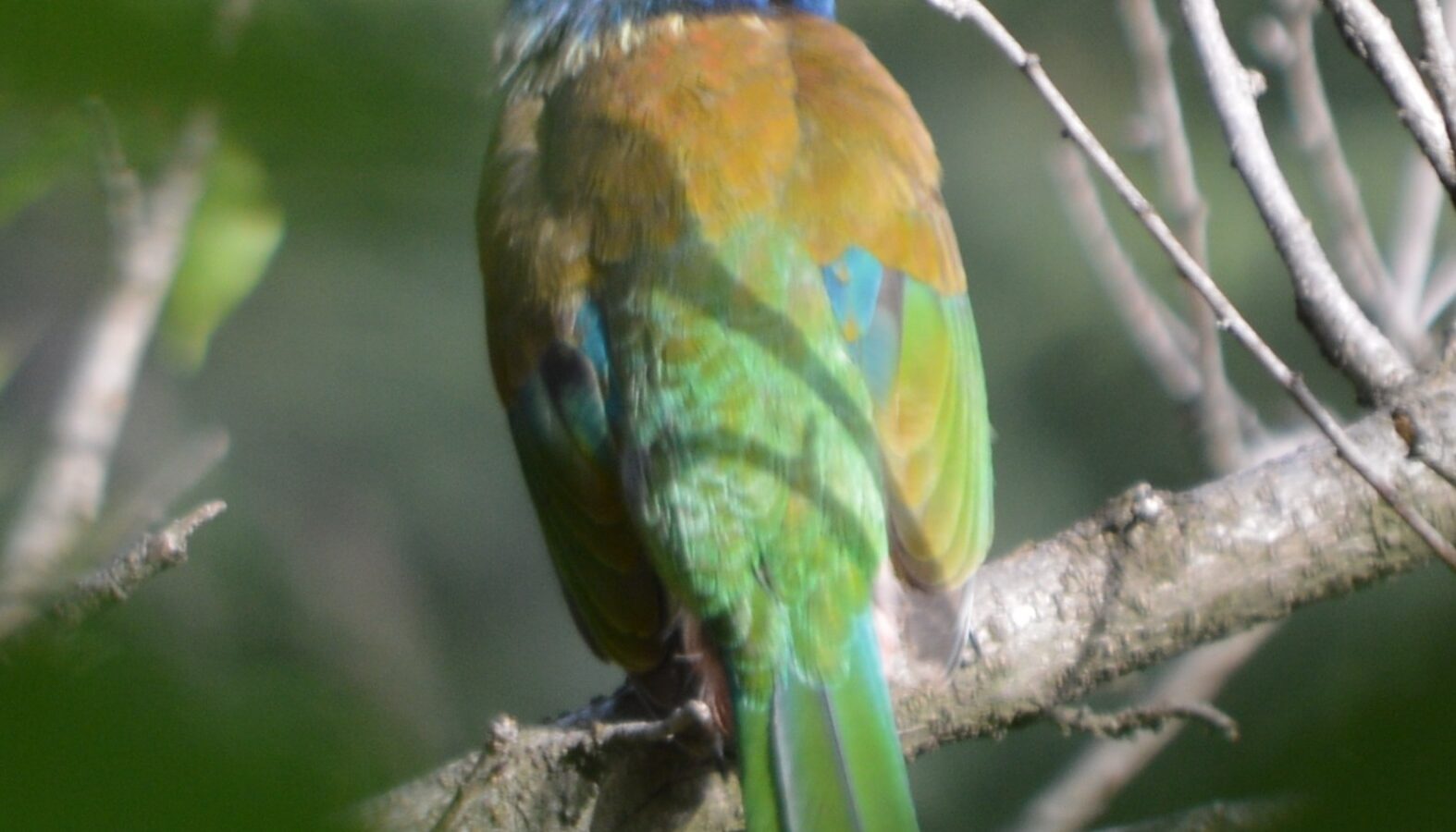Great Barbet