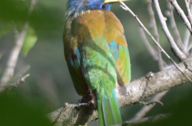 Great Barbet