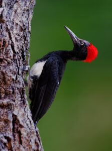 White-bellied Woodpecker