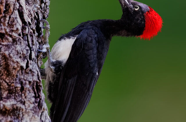 White-bellied Woodpecker